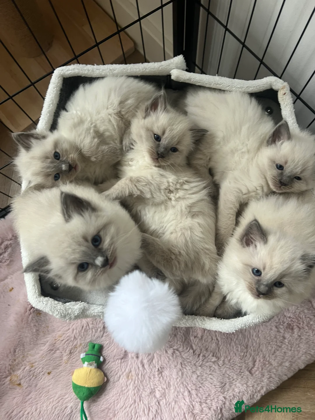 Ragdoll cats for sale: Blue point Ragdoll kittens  - Advert 1