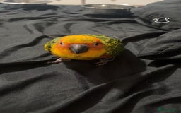 Ringnecks birds for sale: Baby sun conure  in Redcar - Image 4