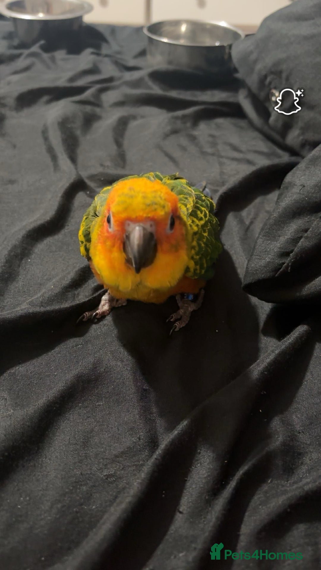 Ringnecks birds for sale: Baby sun conure  in Redcar - Image 4