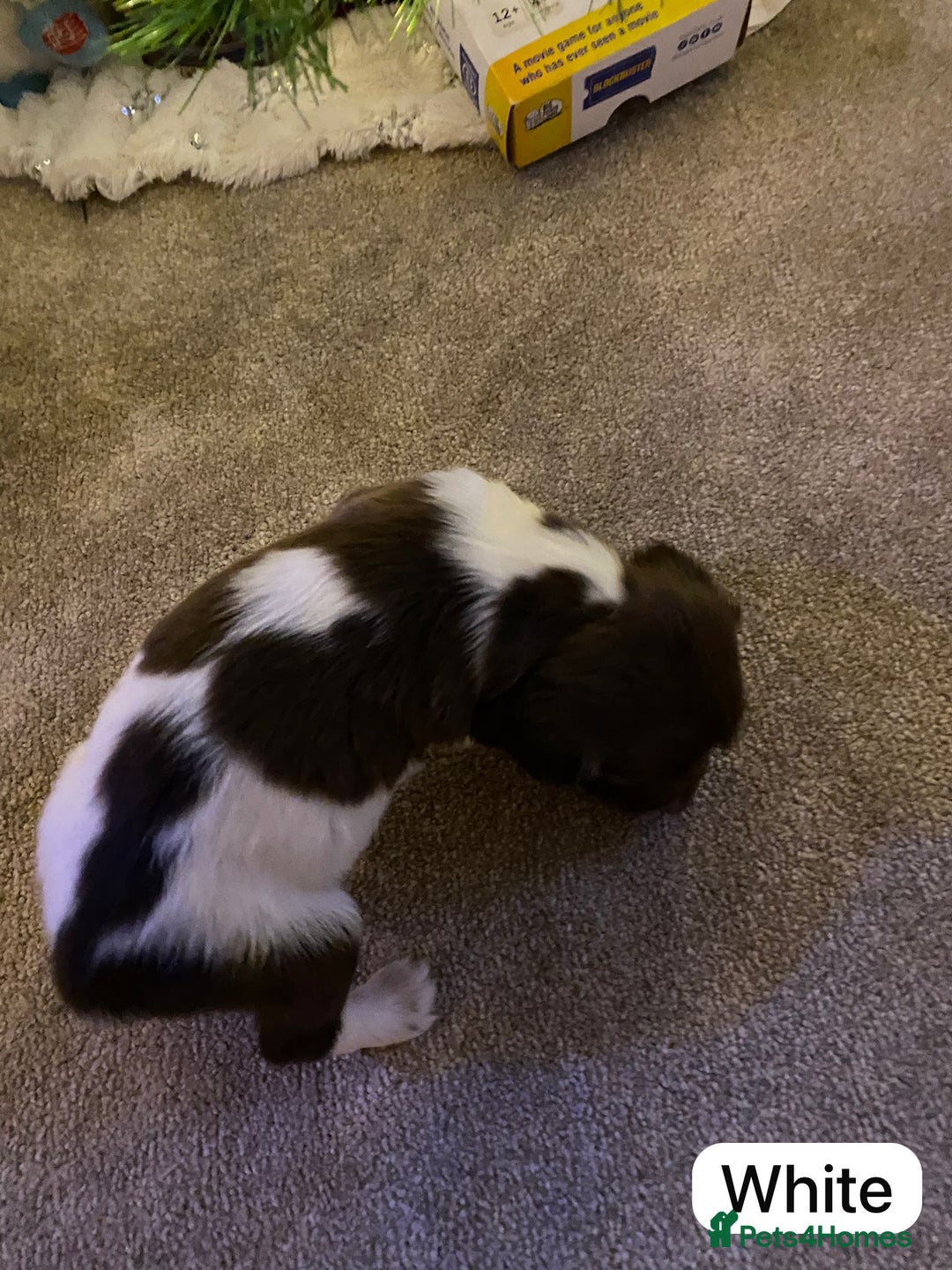 English Springer Spaniel dogs for sale: 6 Kc registered English springer spaniel pups  - Advert 17