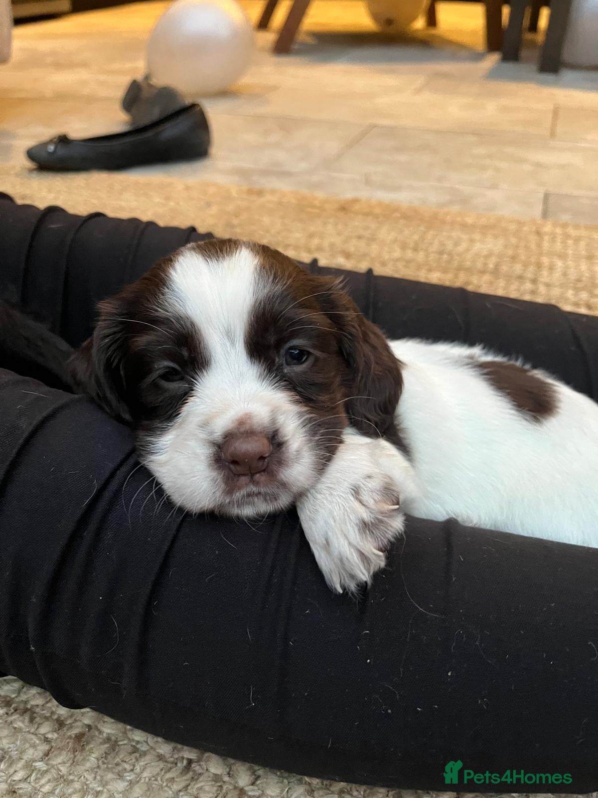 Sprocker dogs Chocolate and white Female Pup ready to gp!  - Advert 5