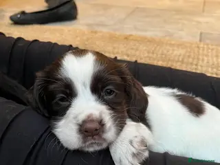 Sprocker dogs Chocolate and white Female Pup ready to gp! - Advert 5