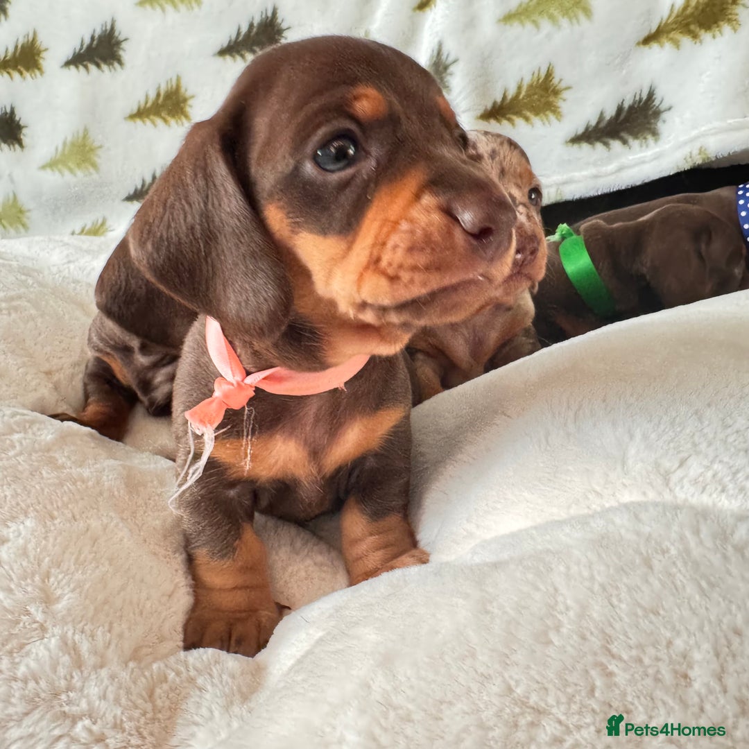 Miniature Dachshund dogs for sale: 6 KC registered miniature dachshund pupps  - Advert 24