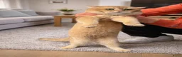 British Shorthair cats for stud: Purebred British Golden Cats - Advert 5