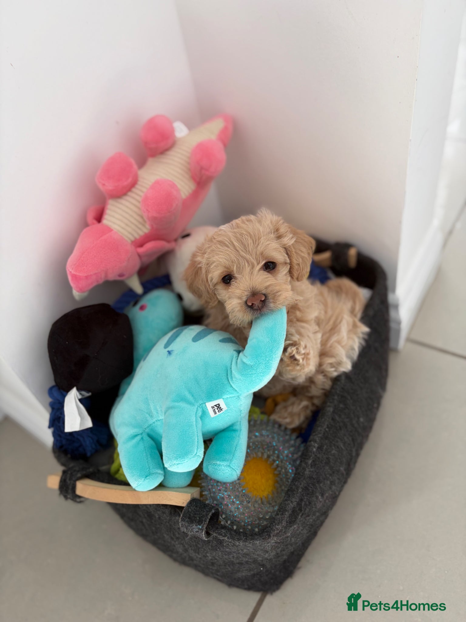 Maltipoo dogs *Ready to leave* Maltipoo puppy for sale  - Advert 7