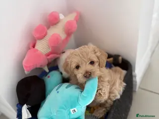 Maltipoo dogs *Ready to leave* Boy Maltipoo puppy for sale - Advert 6
