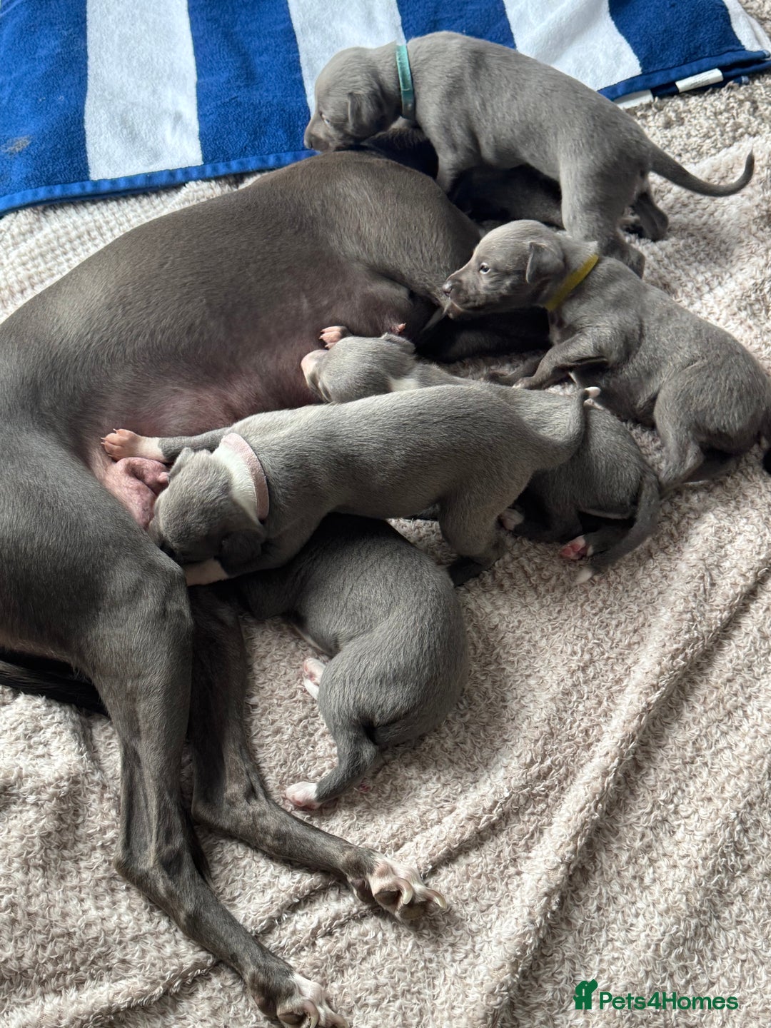 Whippet dogs for sale: Dolly & Walter’s pups  - Advert 1
