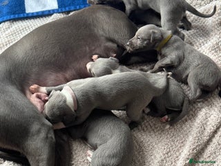 Whippet dogs Dolly & Walter’s pups - Advert 10