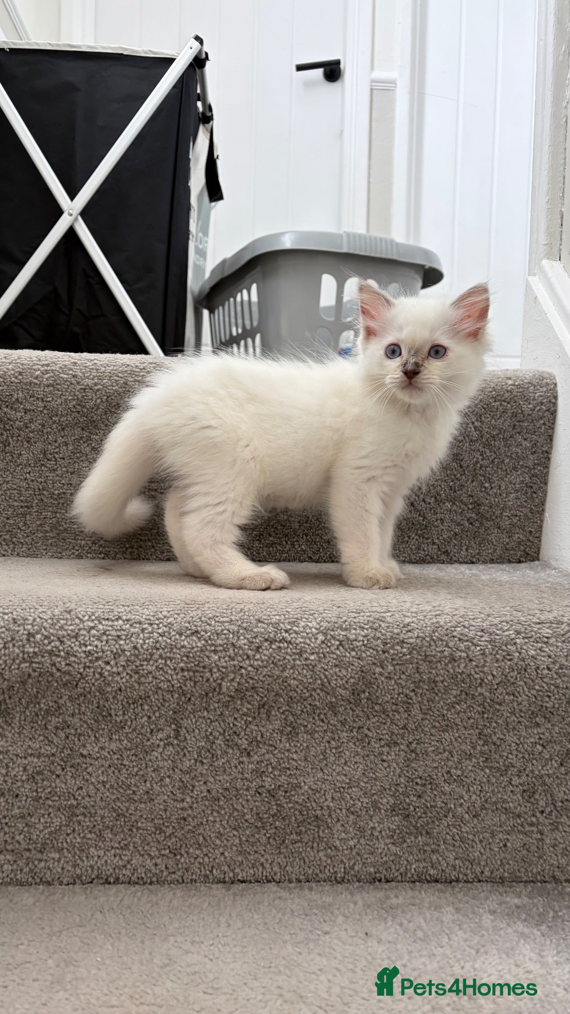 Ragdoll cats 1 male ragdoll left ready now - Advert 17