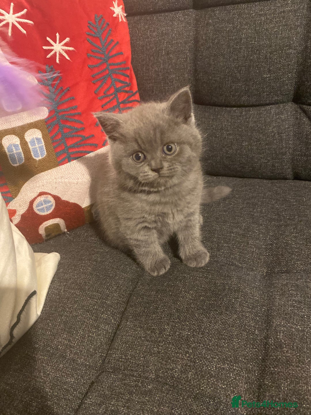 British Shorthair cats for sale: Stunning British short hair GCCF/TICA - Advert 13