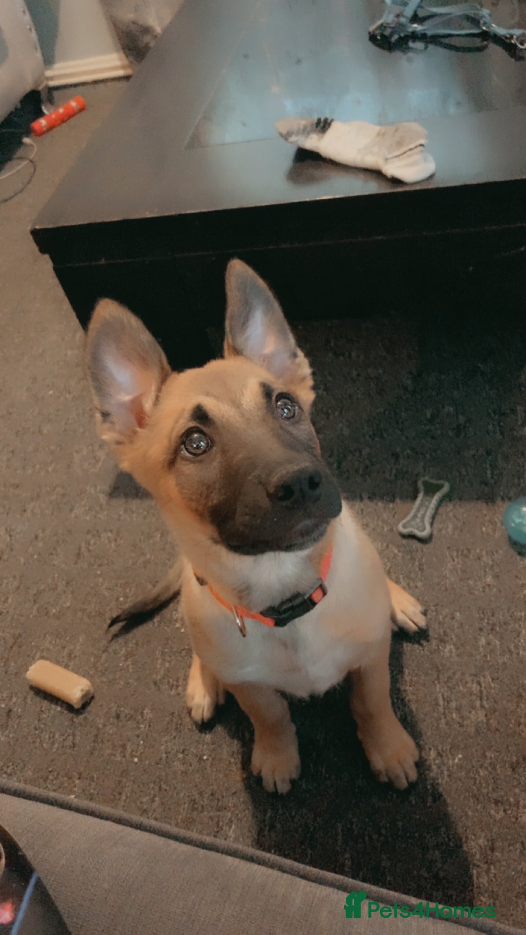 Mixed Breed dogs for sale: Belgian malinois cross border collie  - Image 5