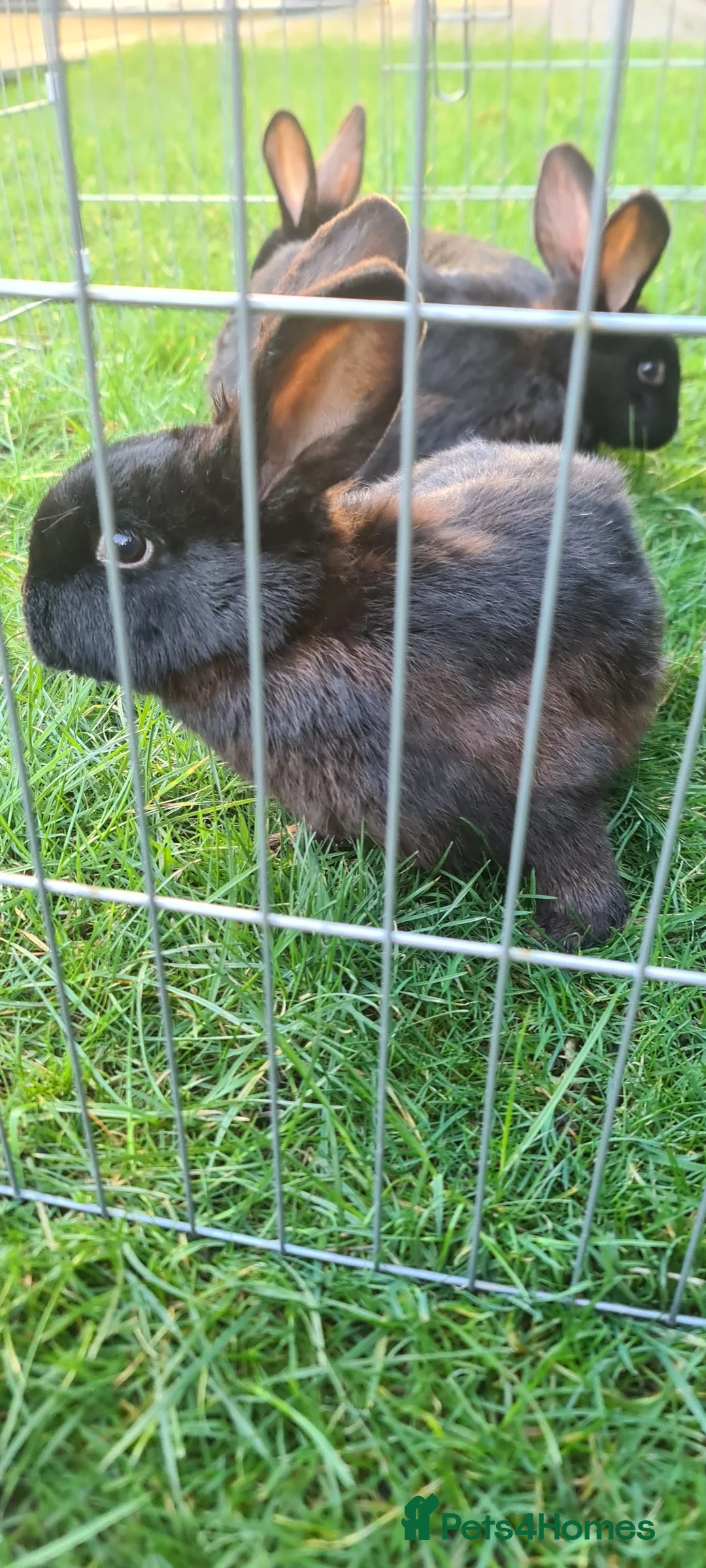 New Zealand rabbits for sale: New Zealand Black  - Advert 2