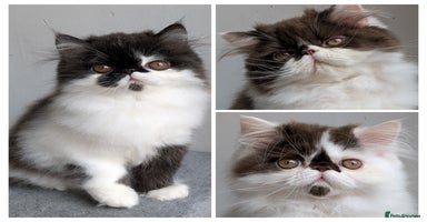 Persian cats - Advert 14