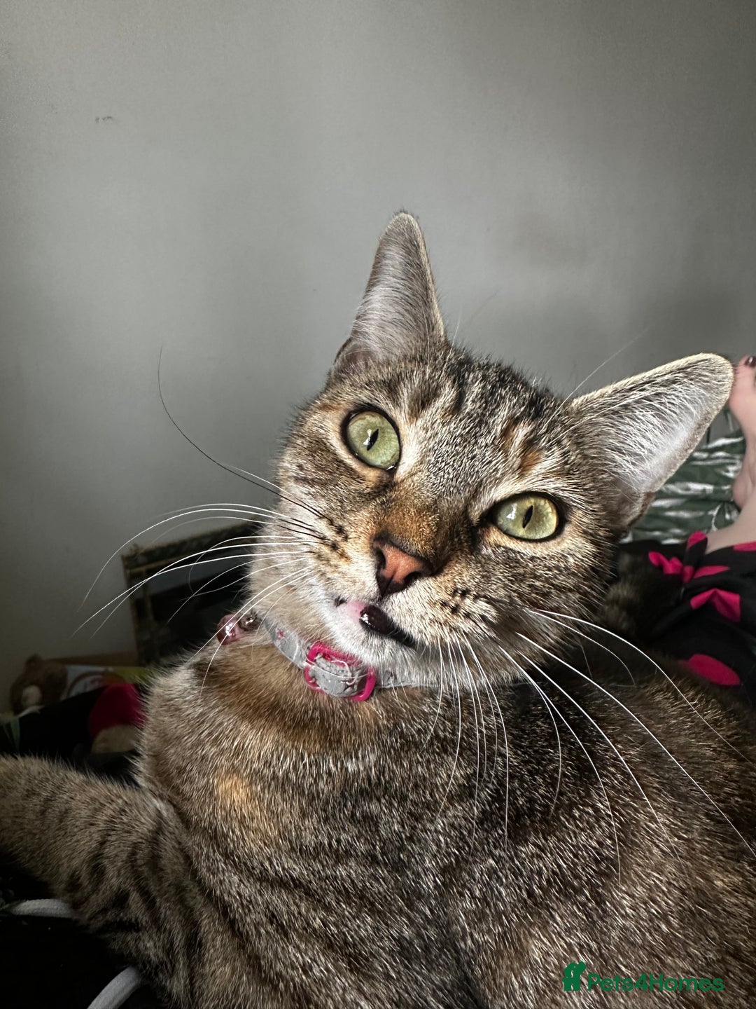 Mixed Breed cats for sale: 2 gorgeous kittens half BSH - Advert 4