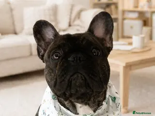 French Bulldog dogs French bulldog 1 y old female - Advert 18
