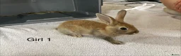English Lop rabbits for sale: Himalayan x lop bunnies  - Advert 2
