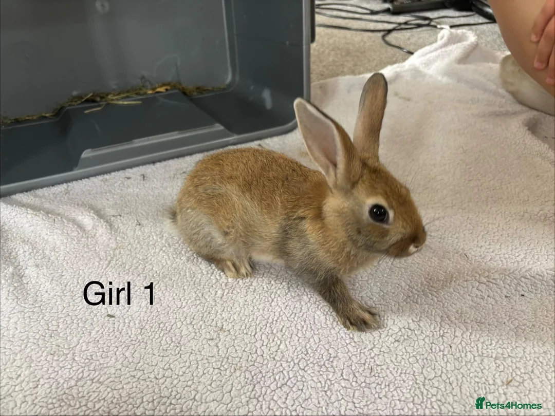 English Lop rabbits for sale: Himalayan x lop bunnies  - Advert 2