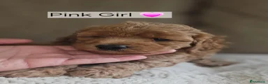 Pink Girl