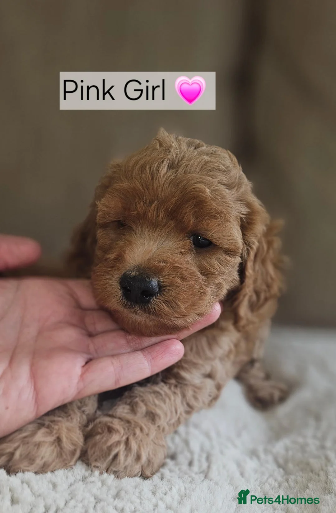 Cockapoo dogs for sale: Licenced breeder, red f1b cockapoo litter - Advert 24