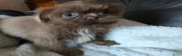 Shih Tzu dogs for sale: Amazing imperial shih tzu puppies ready now - Advert 6