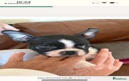 Boston Terrier dogs for sale: 🩷BOSTON TERRIER PUPPIES🩷 - Image 4