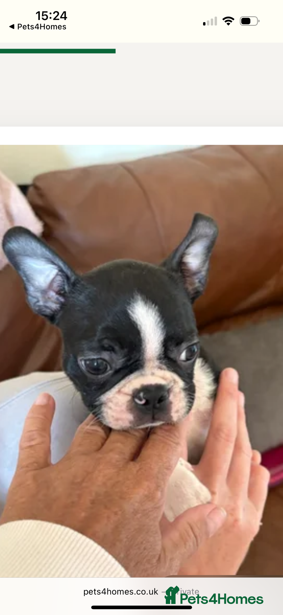 Boston Terrier dogs for sale: 🩷BOSTON TERRIER PUPPIES🩷 - Image 4