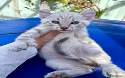 Bengal cats for sale: Gob smacking rare kittens  - Image 2