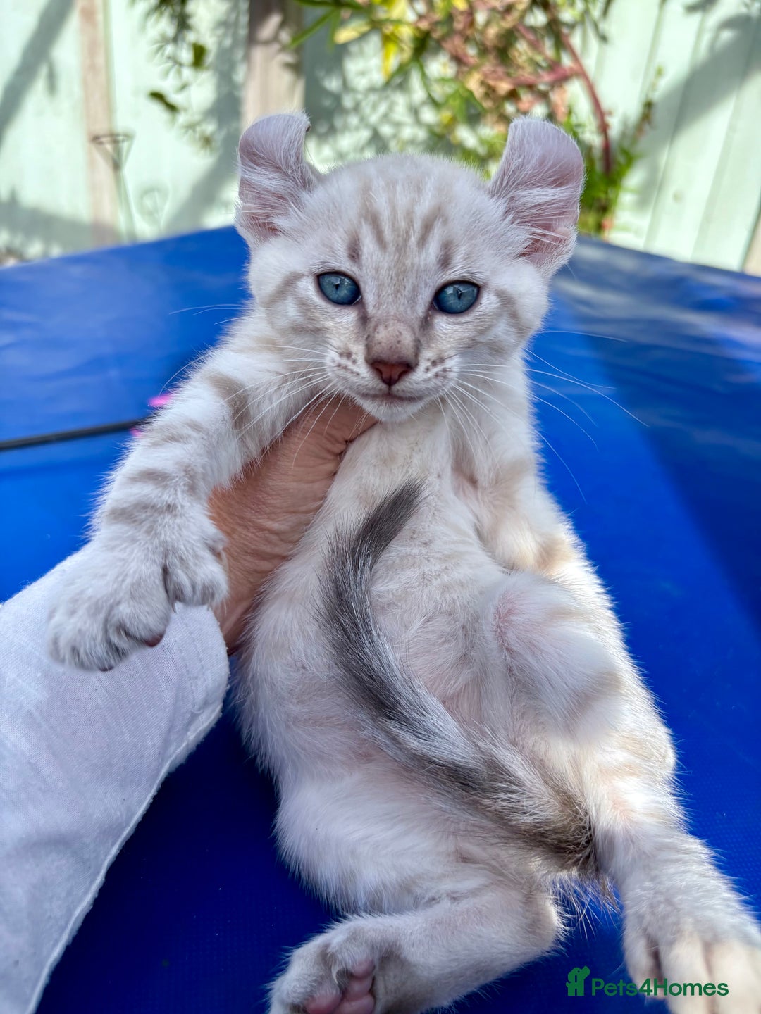 Bengal cats for sale: Gob smacking rare kittens  - Image 2