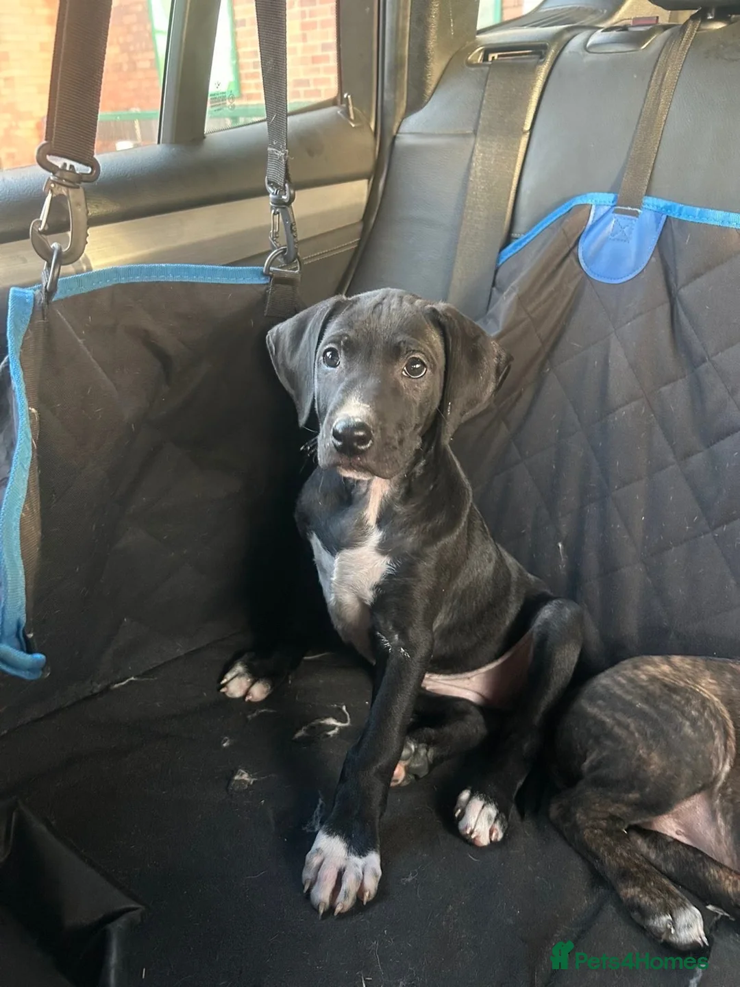 Mixed Breed dogs for sale: 🐾 Rhodesian Ridgeback x Bull Lurcher Puppies 🐾 - Advert 20