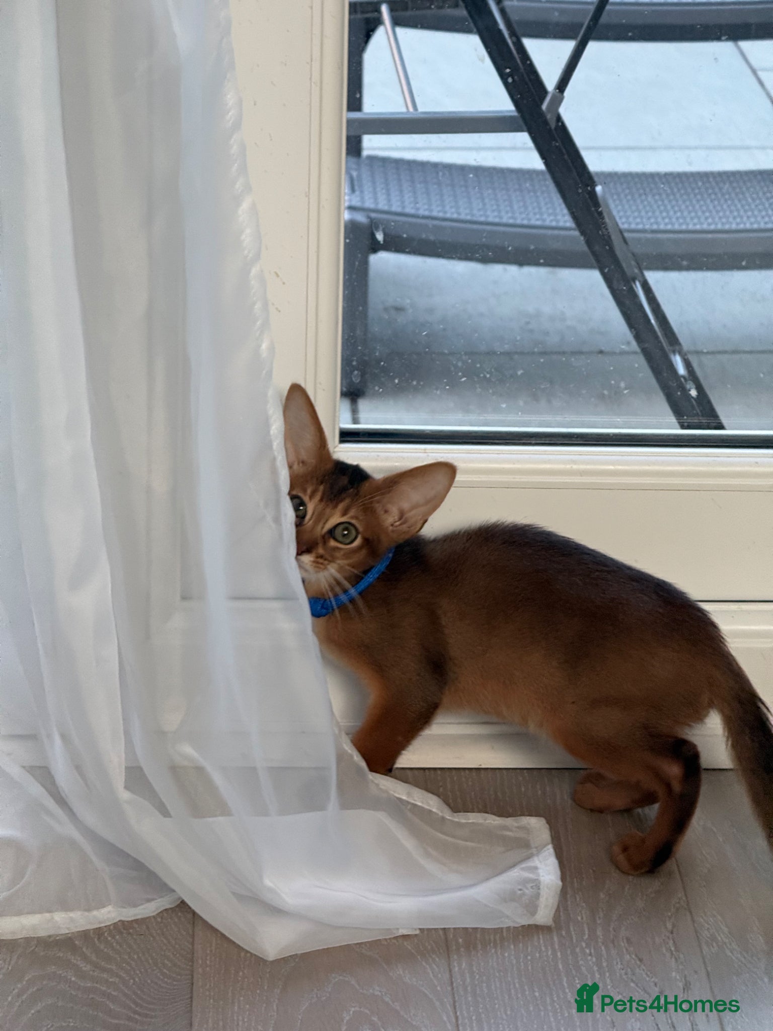 Abyssinian cats     Gorgeous kittens from champion parents 😽 - Advert 2