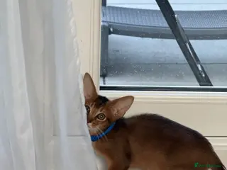 Abyssinian cats Gorgeous kittens from champion parents 😽 - Advert 7
