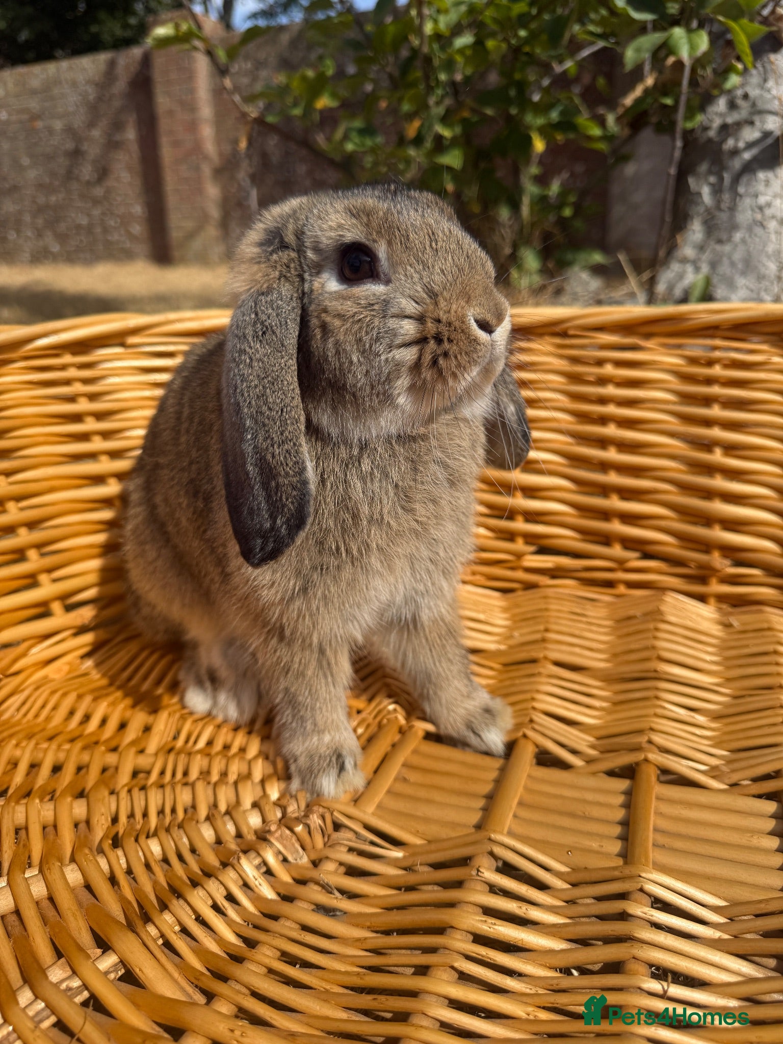 Mini Lop rabbits 💛 Reavailble 💛 Agouti lop young buck  - Advert 2