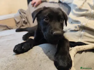German Shepherd dogs Male Dark Sable German Shepherd Puppy READY TO GO - Advert 6