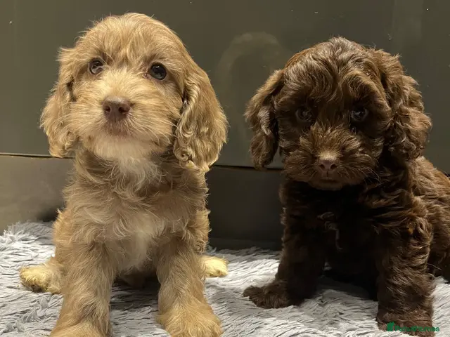 Cockapoo dogs for sale: ❤️Gorgeous F1 Cockapoo,❤️READY TO LEAVE ❤️ - Advert 2