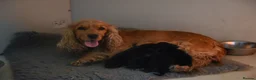 Cocker Spaniel dogs for sale: Stunning health tests show cockers  - Advert 15