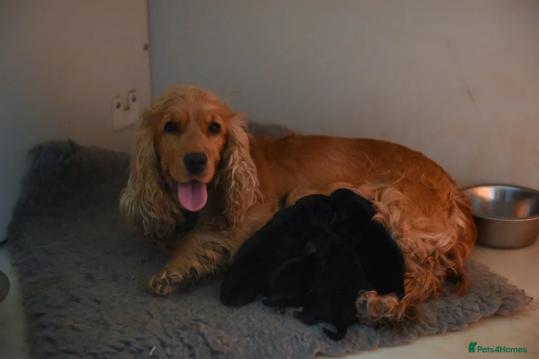 Cocker Spaniel dogs for sale: Stunning health tests show cockers  - Advert 15
