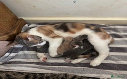 Mixed Breed cats for sale: 5 beautiful kittens ready for new homes  - Image 7