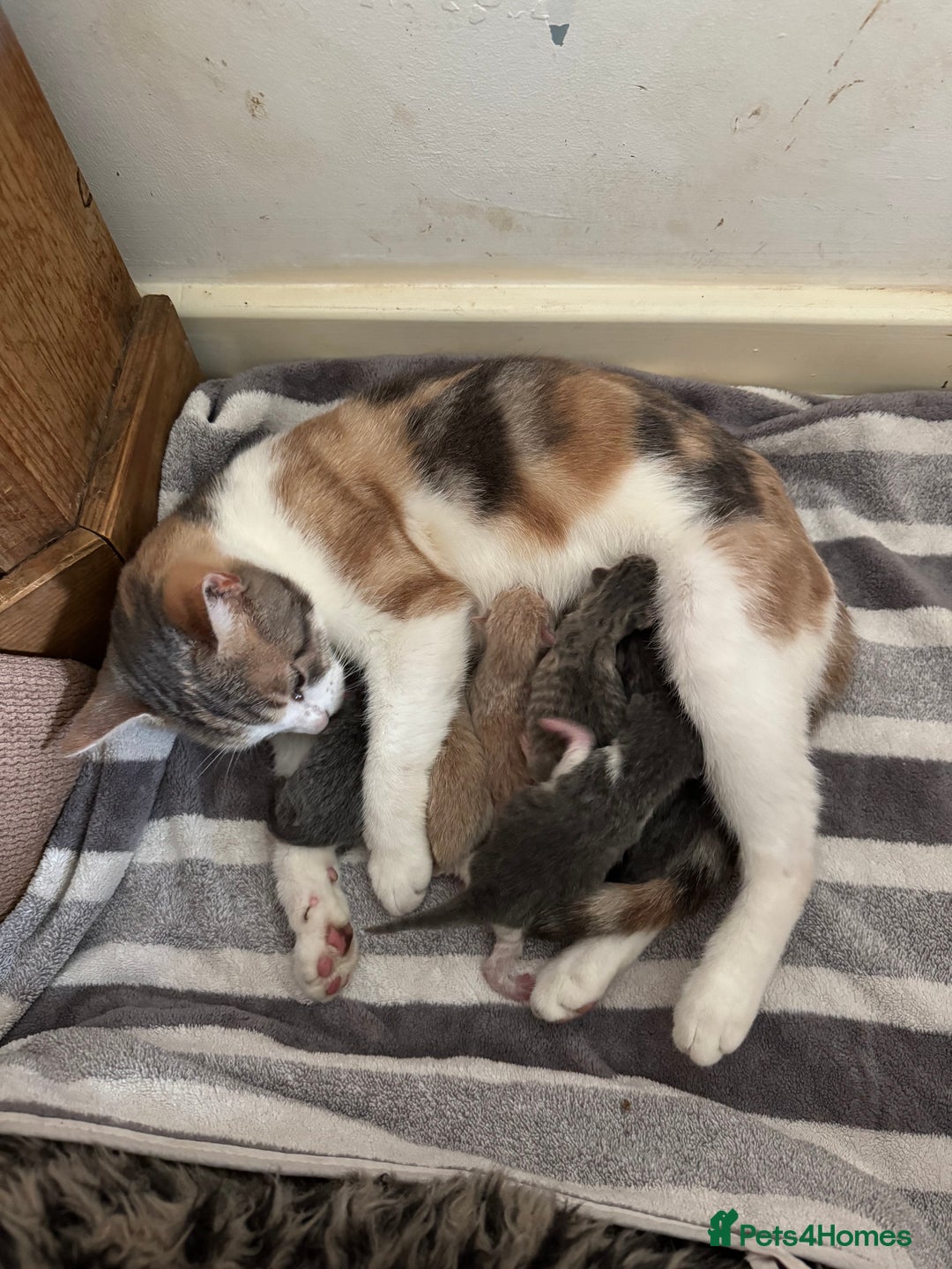 Mixed Breed cats for sale: 5 beautiful kittens ready for new homes  - Image 7