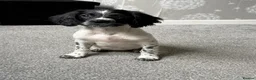 English Springer Spaniel dogs for sale: Daisy  - Advert 4
