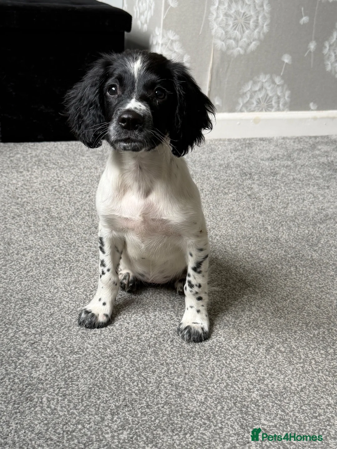 English Springer Spaniel dogs for sale: Daisy  - Advert 4