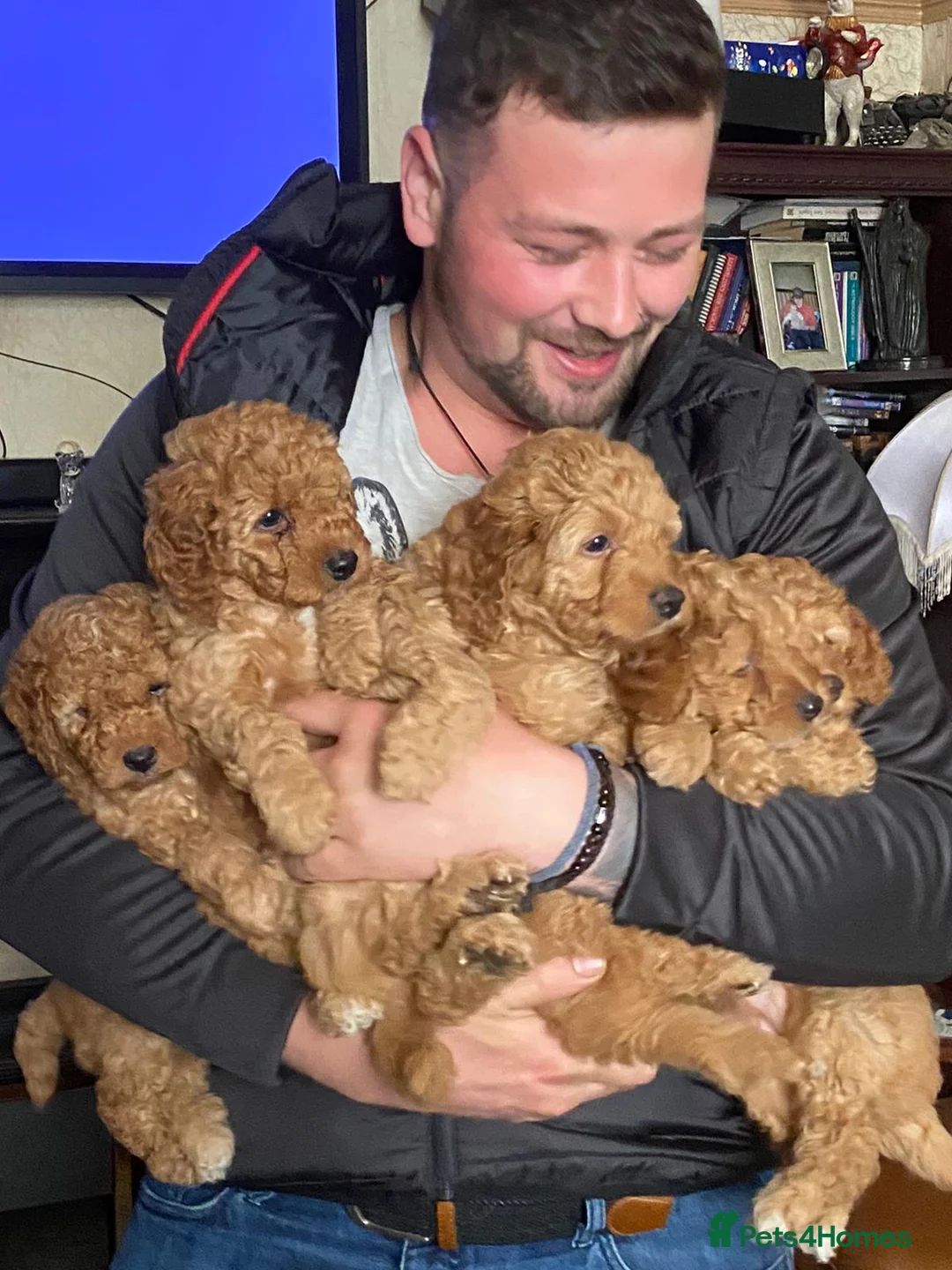 Poodle dogs for stud: Red K.C Reg Miniature Poodle 4 Stud HEALTH TESTED in Chesterfield - Advert 20