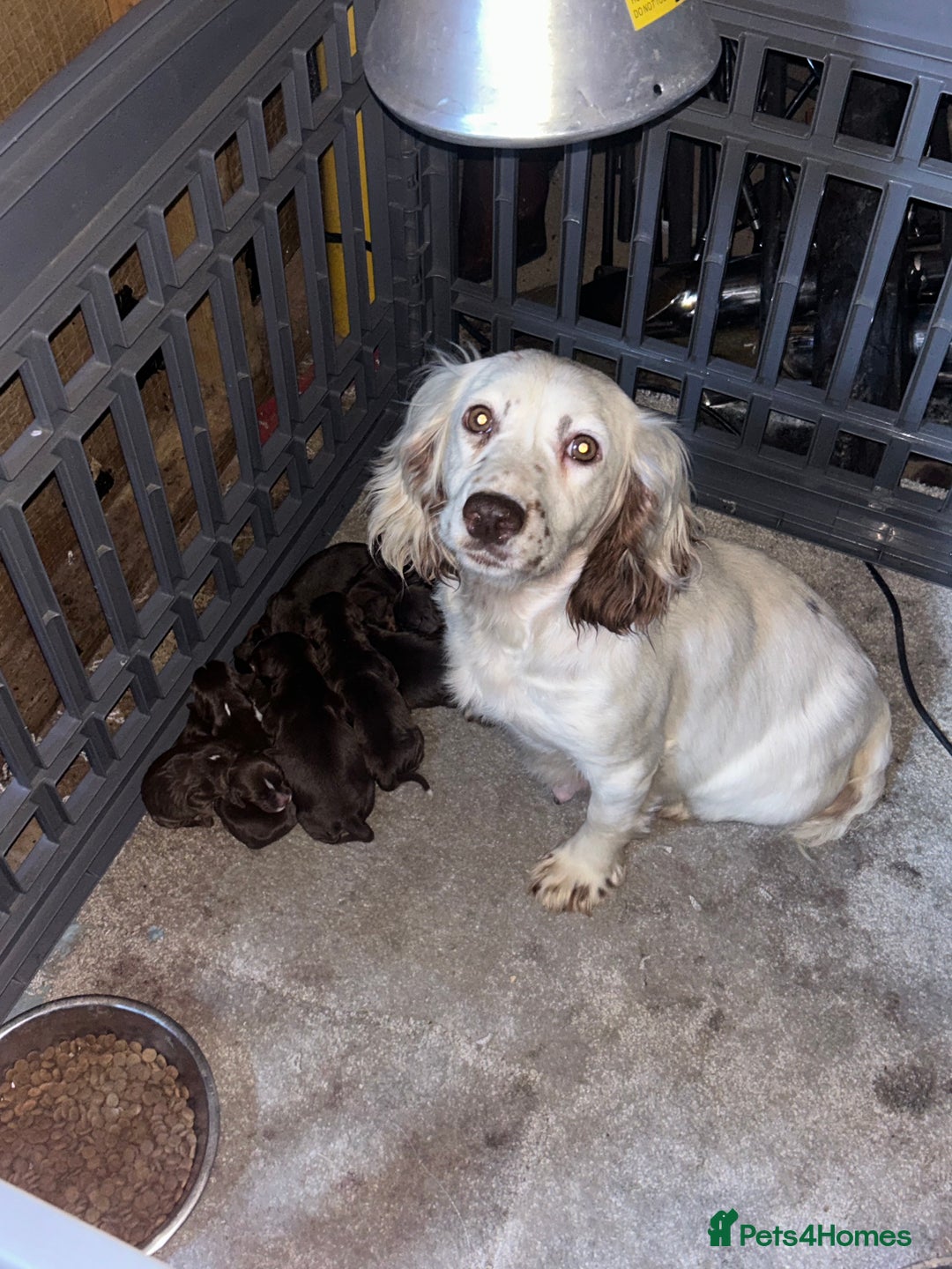 Cocker Spaniel dogs for sale: 💜COCKER SPANIEL PUPPY💜 - Image 5