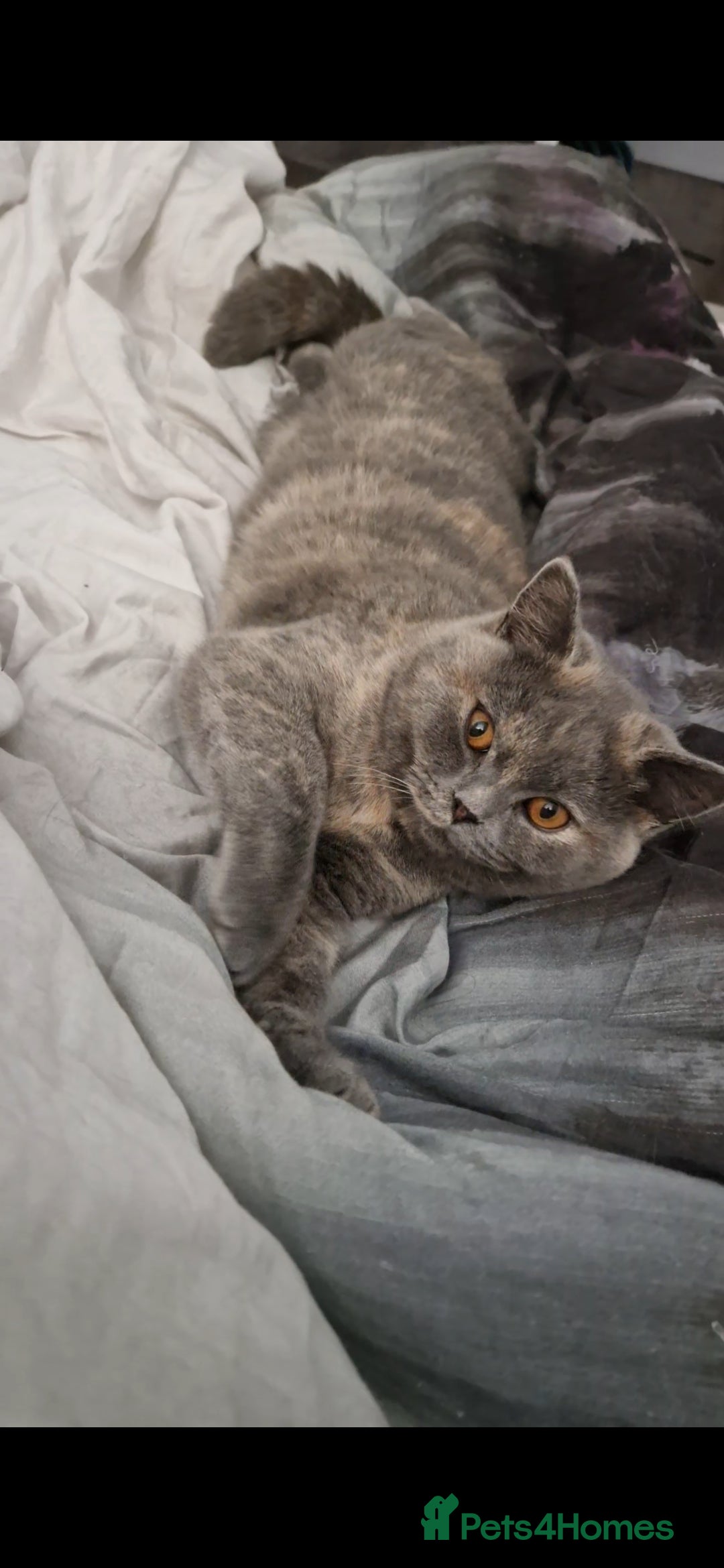 British Shorthair cats for sale: **Free** BSH Cat (Female) - Image 7