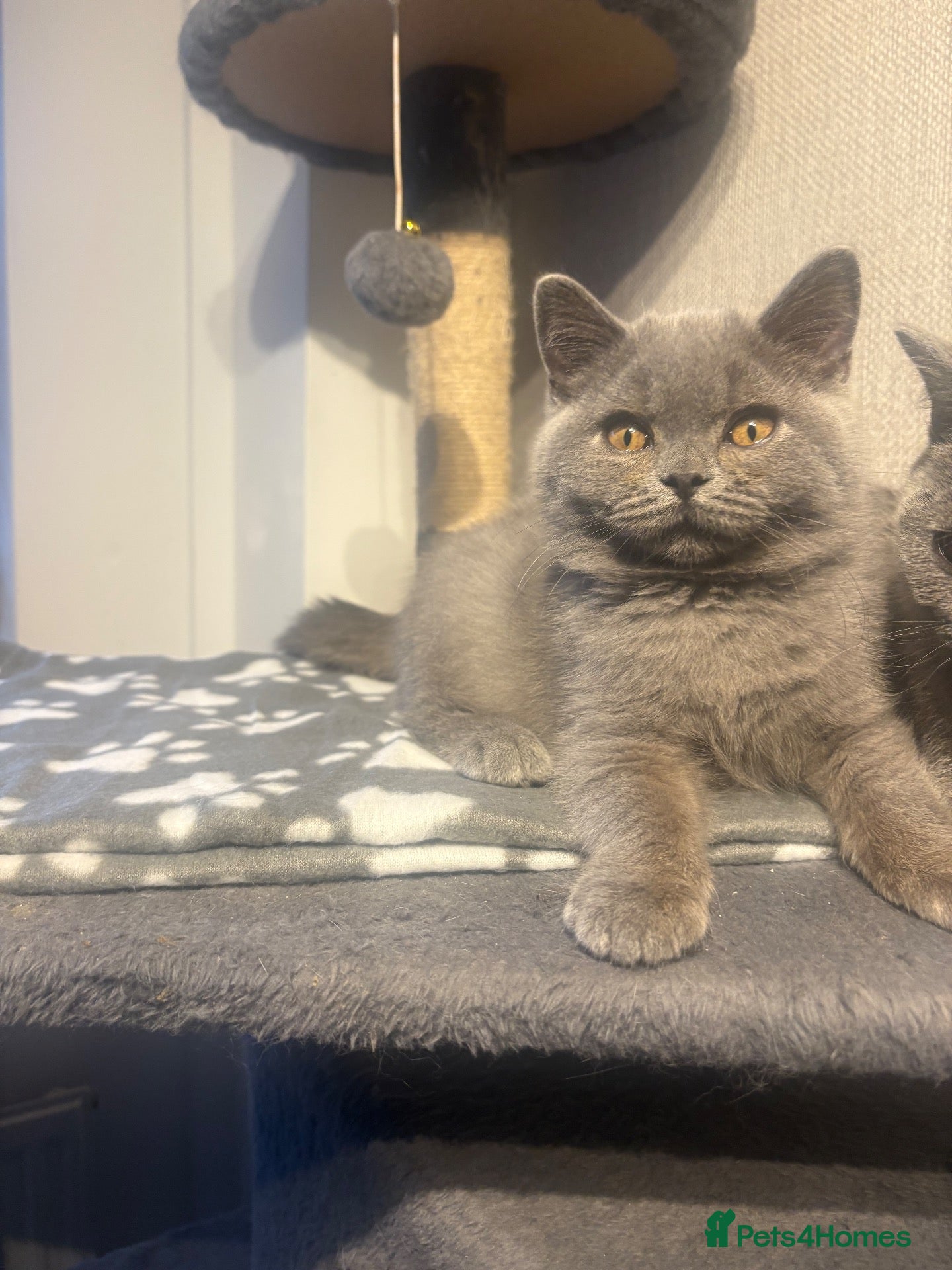 British Shorthair cats GCCF registered British shorthair- 1 BOY AVAILABLE - Advert 5