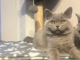 British Shorthair cats GCCF registered British shorthair- 1 BOY AVAILABLE - Advert 5