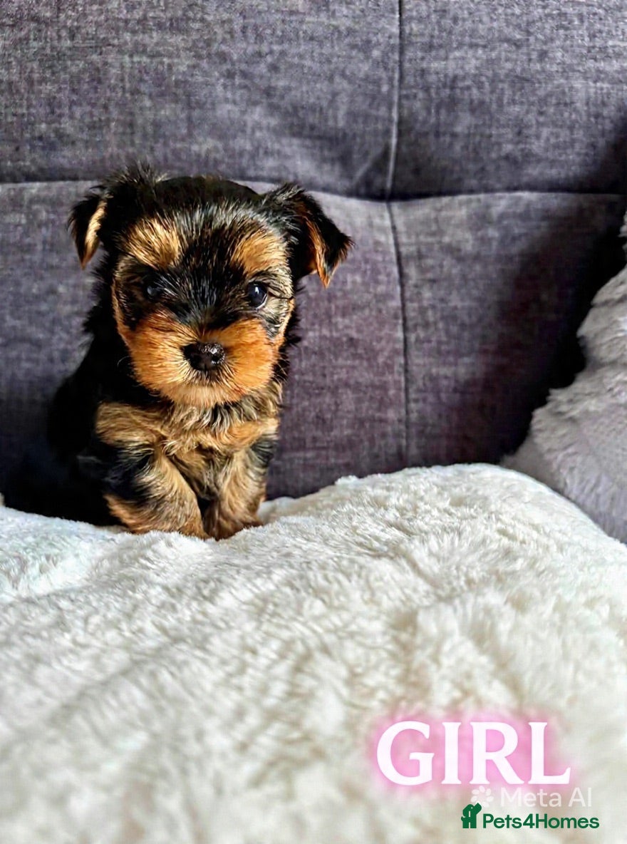 Yorkshire Terrier dogs Outstanding Pedigree Yorkshire Terrier Puppies ❤️ - Advert 1