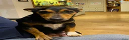 Jack Russell dogs for sale: Jack Russell Pups. - Advert 9