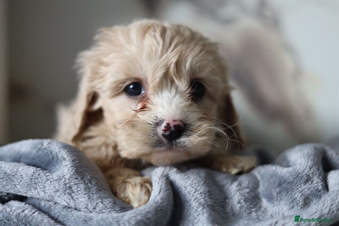Cavapoo dogs for sale: F1 Cavapoos Ready 22nd December 🐾💕 - Advert 4