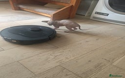 Sphynx cats for sale: Sphinx gils - Image 5