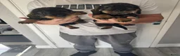Dachshund dogs for sale: Beautiful Teckel Dachshund puppies for sale - Advert 15